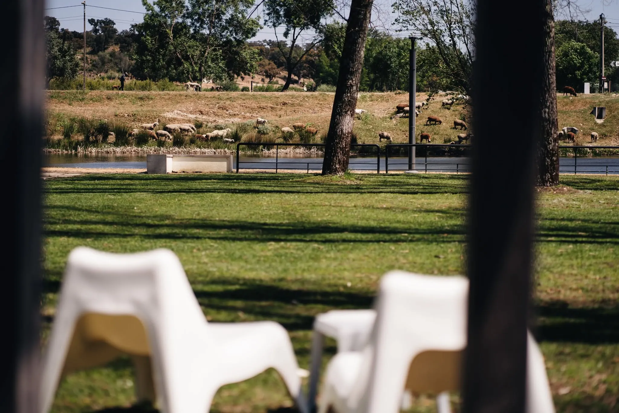 Cadeiras no relvado do Quiosque da Relva, com ovelhas na outra margem da ribeira